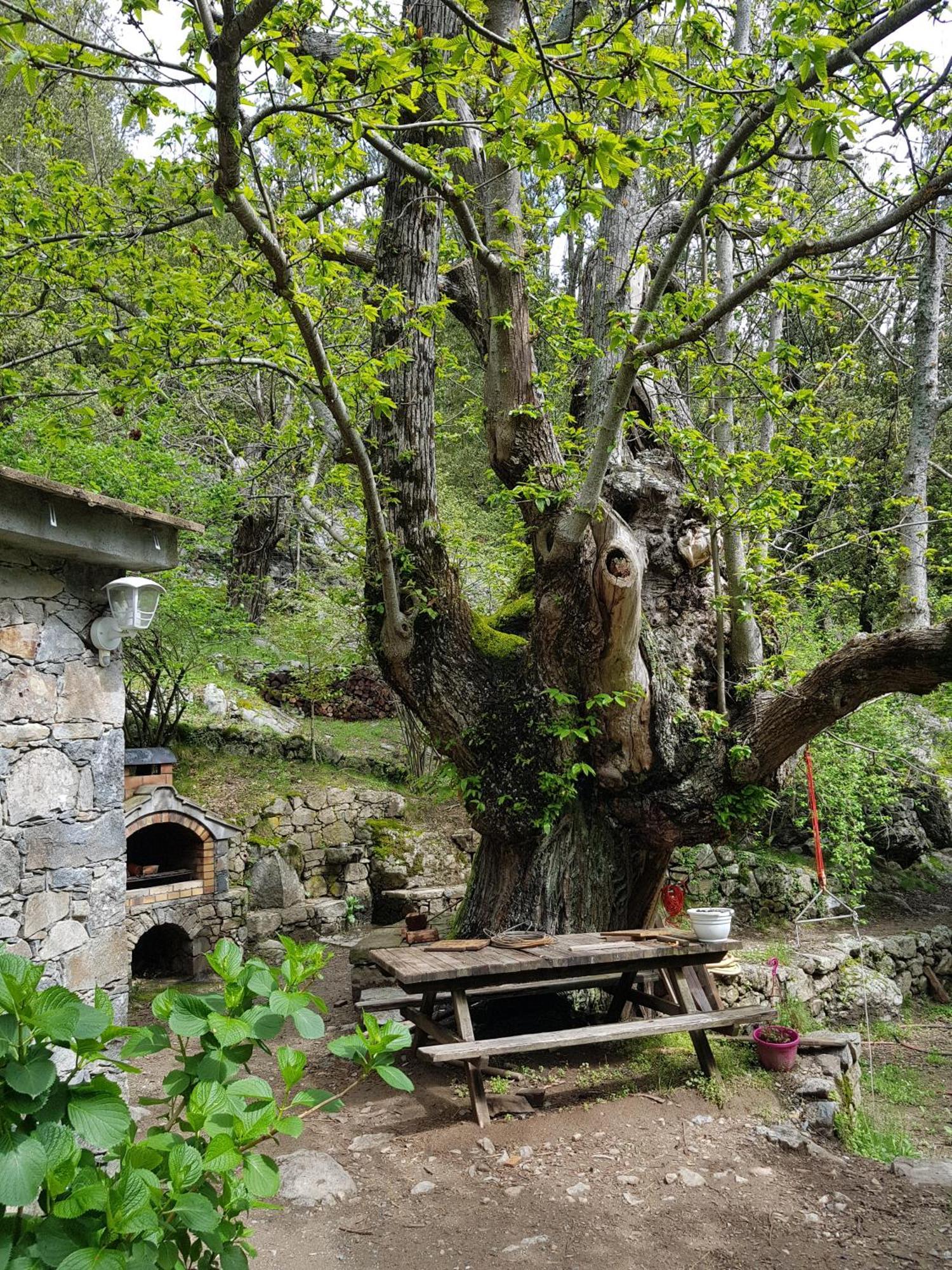 Chambre D'Hote "Chez Antoinette Et Charles" Santo-Pietro-di-Venaco Kültér fotó